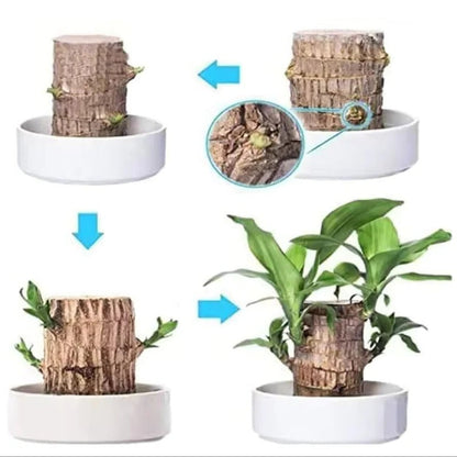 Low Light Indoor Plant with Air Purifying Leaves and Compact Desk Size All Vera Mart