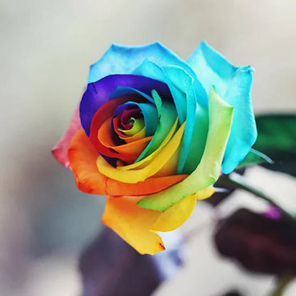Rainbow Rose Seeds, 25 Pack for Indoor and Garden Growing