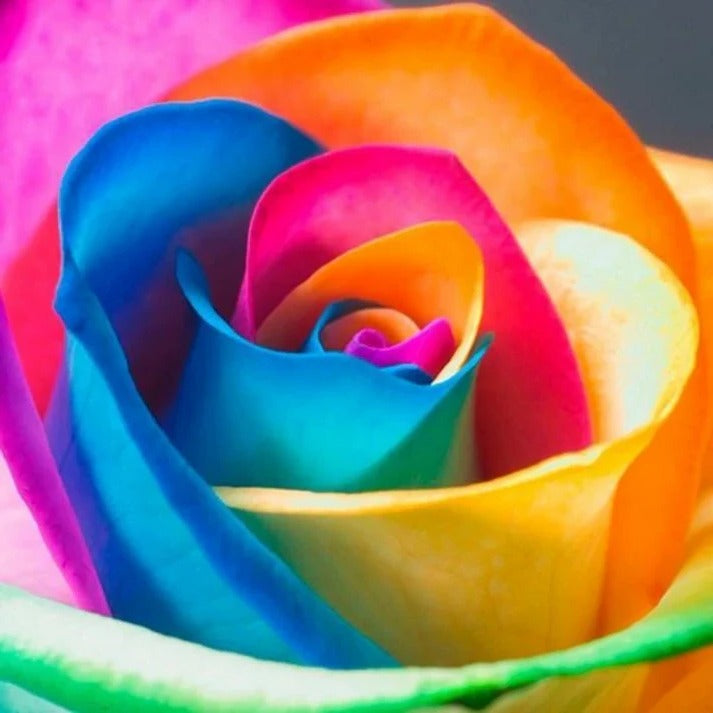 Rainbow Rose Seeds, 25 Pack for Indoor and Garden Growing