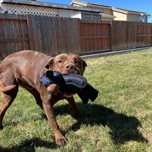 Durable Bear Dog Toy with Internal Squeaker and Reinforced Stitching, 10 Inches
