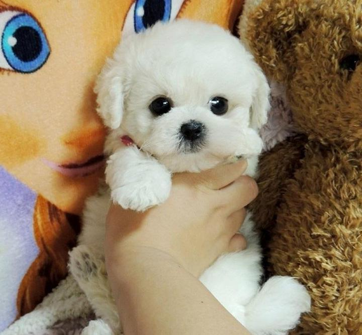 Weighted Plush Puppy with Sculpted Features and Reflective Eyes, 14-Inch